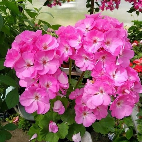 Pelargonium 'Highfield's Prima Donna' - Pelargoon 'Highfield's Prima Donna' P9/0,55L